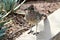 Roadrunner Desert Botanical Garden Phoenix, Arizona, United States