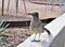 Roadrunner Desert Botanical Garden Phoenix, Arizona, United States