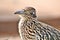 Roadrunner Desert Botanical Garden Phoenix, Arizona, United States