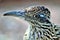 Roadrunner Desert Botanical Garden Phoenix, Arizona, United States