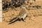 Roadrunner Eating a Bird