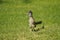 Roadrunner on grass 02