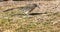 Roadrunner Hunts for Grub in Rio Grande Village Campground