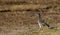 Roadrunner Looks Curiously Around Big Bend Campground