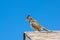 Roadrunner Perched on a Rooftop