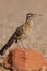 Roadrunner on Rock