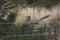 Roadrunner seen through fence