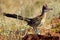 Roadrunner Stands alone in morning Sun