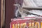 Roadrunner stands atop an upright post, in profile, looking intently aside