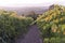 Roads of green Vineyards in Vinci ,italy