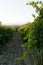 Roads of green Vineyards in Vinci ,italy