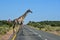 roads of my journey with animals and giraffe