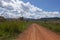 Roads and pine trees in Thung Salaeng Luang forest