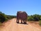 Roads of the World: Big Tusk Elephant