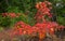 Roadside Autumn Leaves Lumpkin County, Georgia