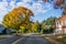 Roadside Autumn Trees 6