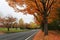 Roadside autumn view in orange color