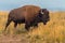 Roadside Bison Yellowstone National Park