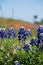 Roadside bluebonnets