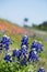 Roadside bluebonnets