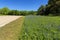 Roadside Bluebonnets