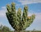 Roadside cactus in new mexico