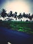 Roadside coconut trees in rural areas in India