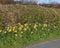 Roadside daffodils under hawthorn hedge in spring