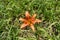 Roadside daylily with orange flower in July