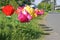 Roadside Display Flowers