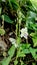 roadside flower Asystasia gangetica begins to bloom with green stems and white flowers mixed with purple