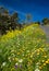 Roadside flowers on La Gomera