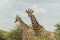 Roadside giraffe in South Africa