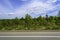 Roadside grass and blue sky