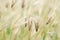 Roadside grass flowers and blur background.