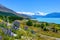 The roadside has beautiful Lupin flowers in the summer. Background overlooking Mount cook