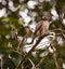 The Roadside Hawk