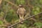 Roadside hawk, Buteo magnirostris