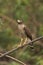 Roadside hawk, Buteo magnirostris