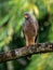 Roadside Hawk in Costa Rica