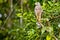 Roadside Hawk in the Jungle