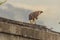 Roadside hawk looks out for prey. The roadside hawk Rupornis magnirostris is a relatively small bird of prey found in the