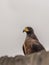 Roadside hawk looks out for prey. The roadside hawk Rupornis magnirostris is a relatively small bird of prey found in the