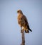 Roadside hawk on perch on spring morning in South America