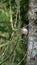 Roadside hawk perched in a tree