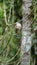 Roadside hawk perched in a tree