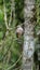 Roadside hawk perched in a tree