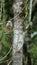 Roadside hawk perched in a tree