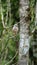 Roadside hawk perched in a tree