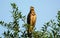 Roadside Hawk perched in a tree